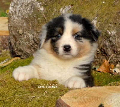 Les chiots de Berger Australien