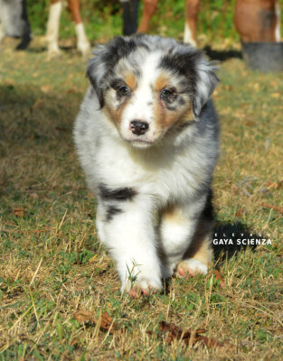 Les chiots de Berger Australien