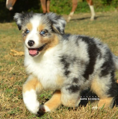 Les chiots de Berger Australien