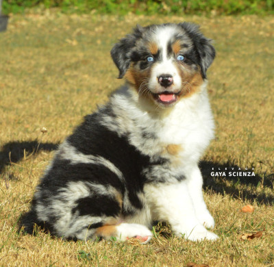 Les chiots de Berger Australien