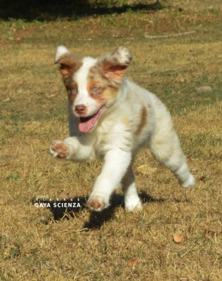 Les chiots de Berger Australien