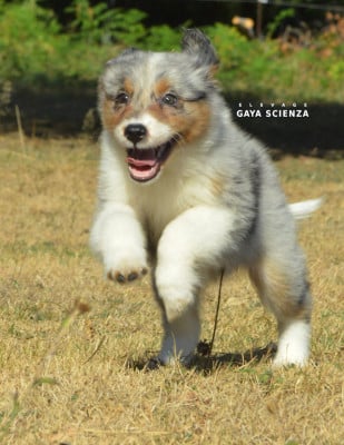 Les chiots de Berger Australien