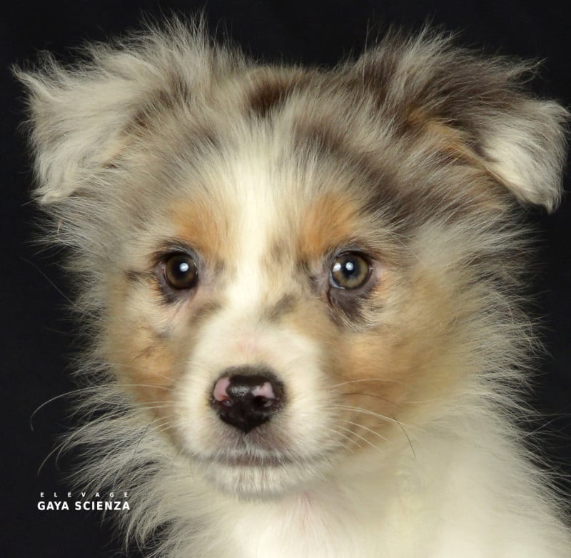 Berger Australien - des monts de la gaya scienza