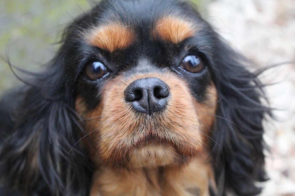 Publication : Des Perles Du Phénix