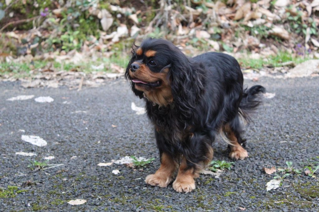 Publication : Des Perles Du Phénix