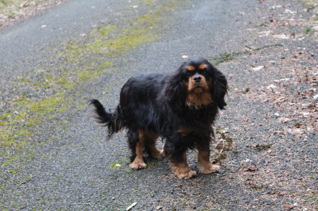 Publication : Des Perles Du Phénix