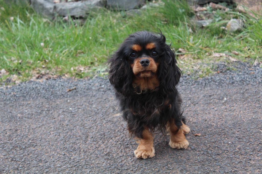 Publication : Des Perles Du Phénix