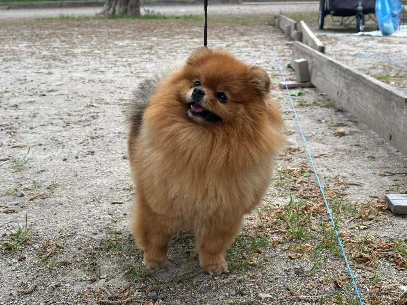 Crazy Charms Tiny