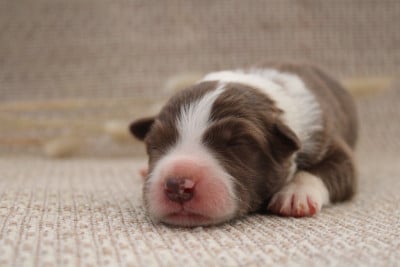 Les chiots de Border Collie