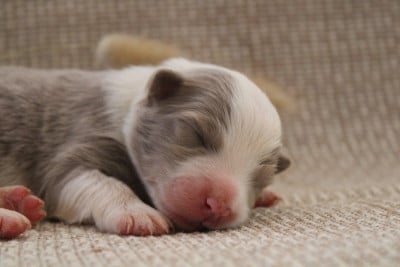 Les chiots de Border Collie