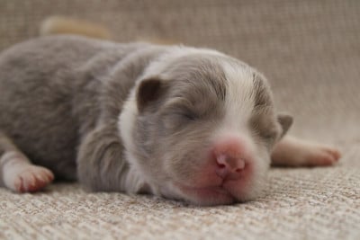 Les chiots de Border Collie