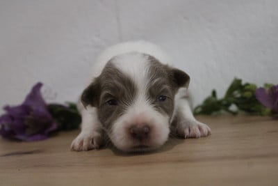 Les chiots de Border Collie