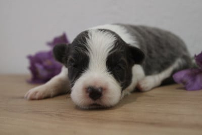 Les chiots de Border Collie