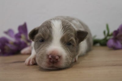 Les chiots de Border Collie