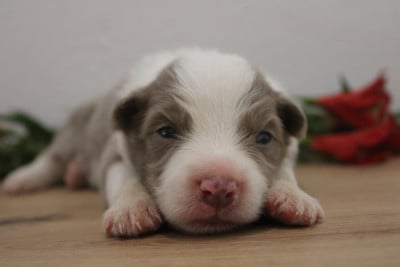 Les chiots de Border Collie