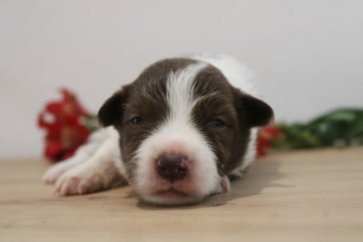 Les chiots de Border Collie