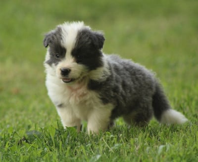 Les chiots de Border Collie