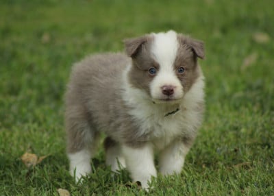 Les chiots de Border Collie