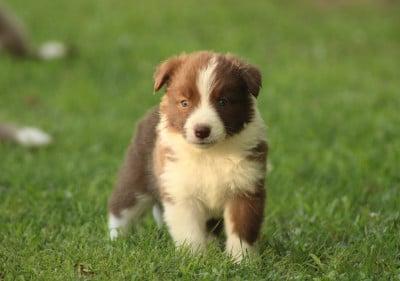 Les chiots de Border Collie