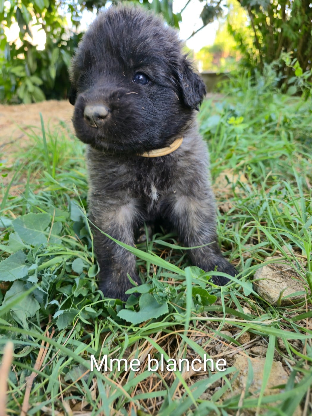 Chiot N°1 - Mme Blanche - Leonberger