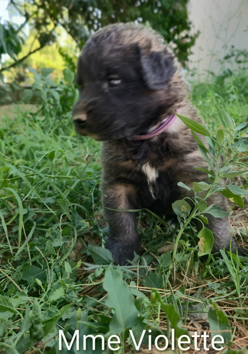 Chiot N°3 - Mme Violette - Leonberger