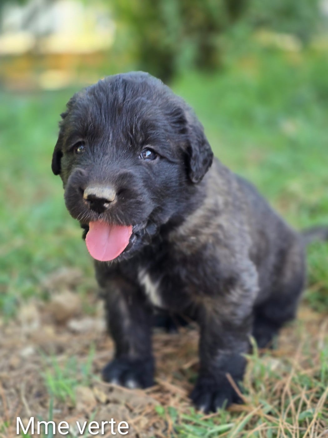 Chiot N°4 - Mme verte fluo - Leonberger