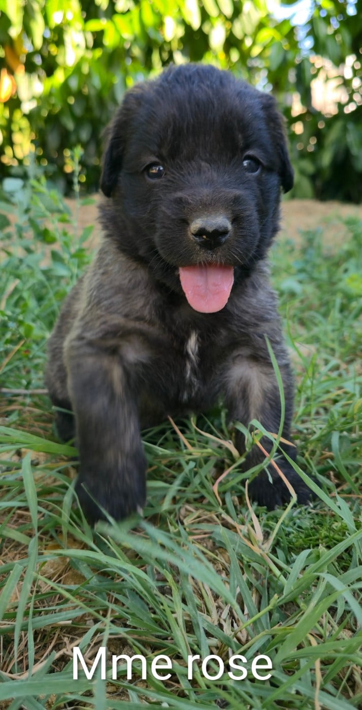 Chiot N°5 - Mme Rose - Leonberger