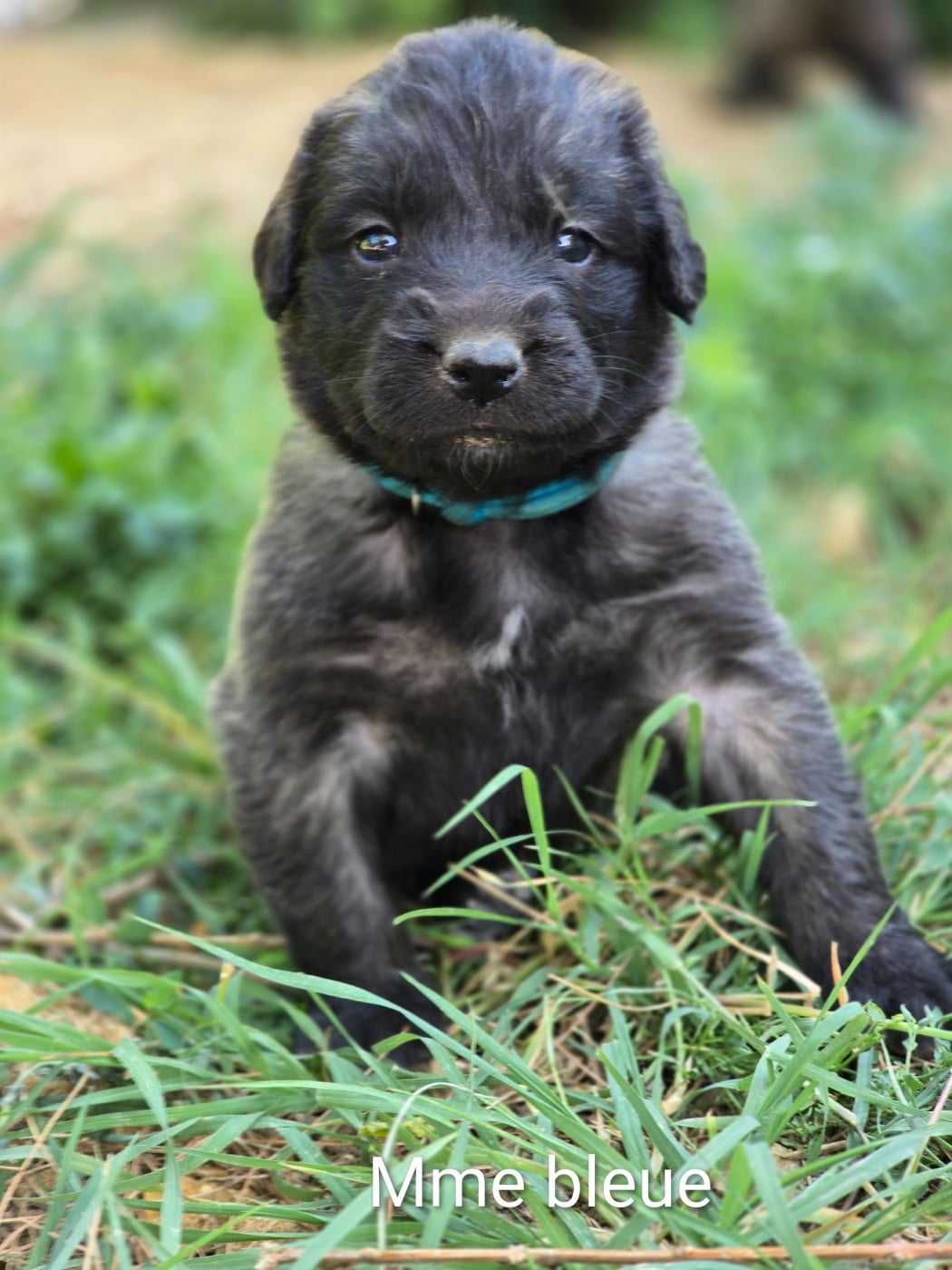 Chiot N°6 - Mme turquoise - Leonberger