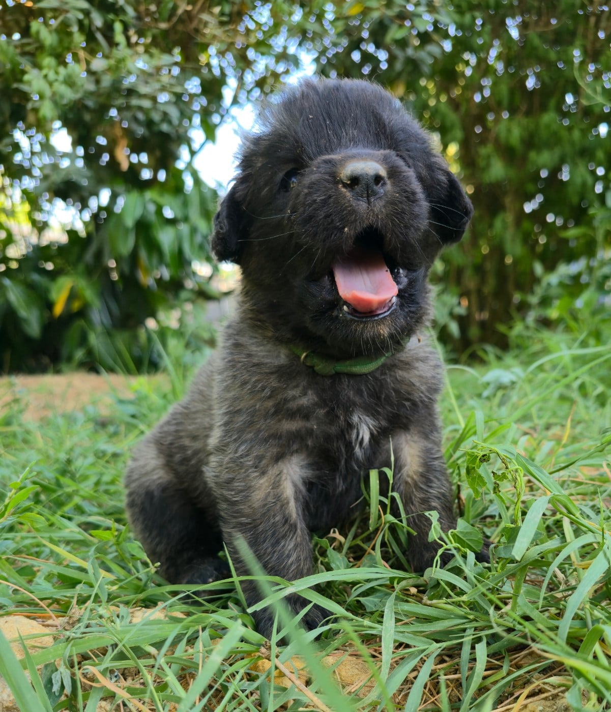Chiot N°7 - Mme Verte - Leonberger