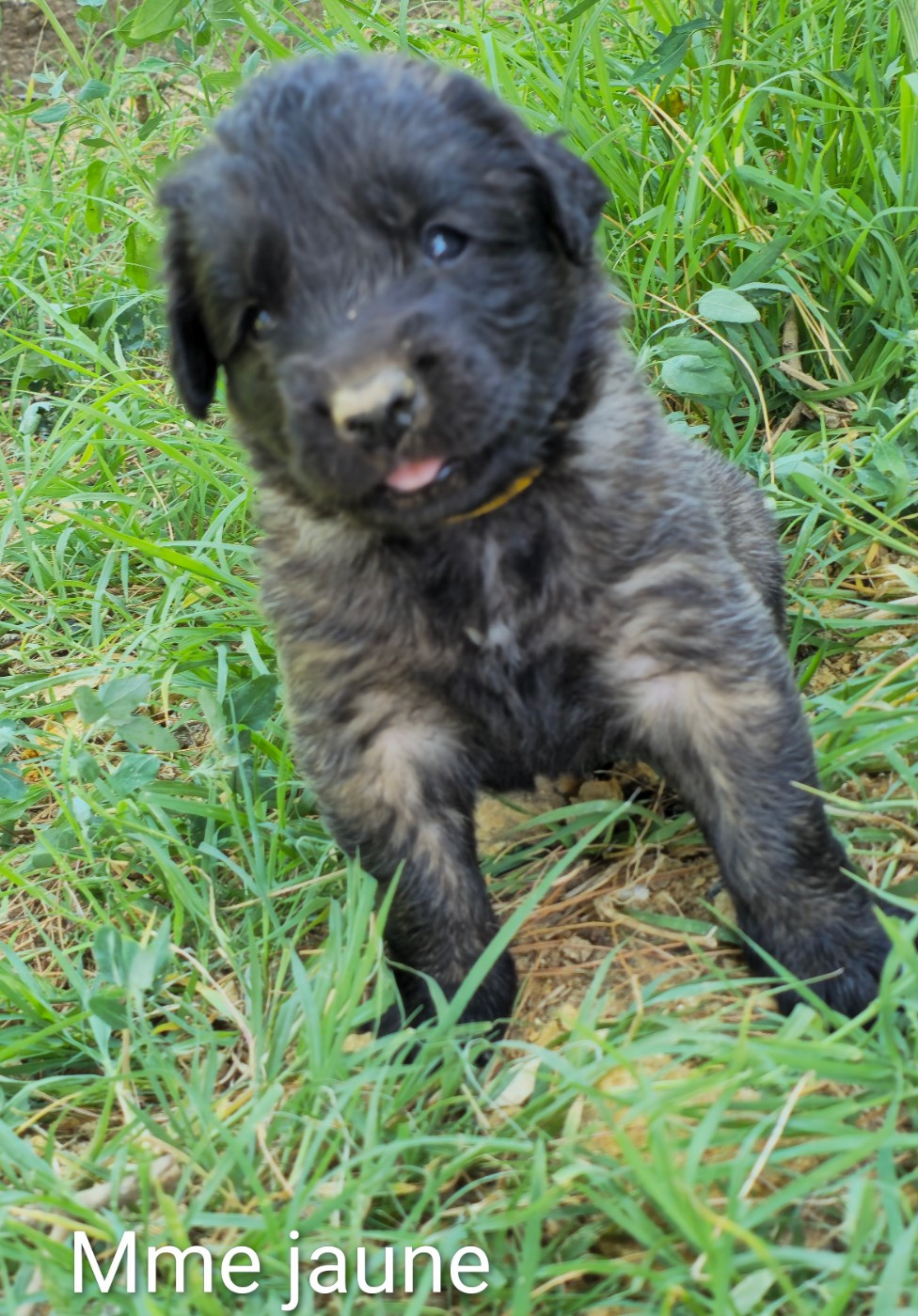Chiot N°8 - Mme Jaune - Leonberger