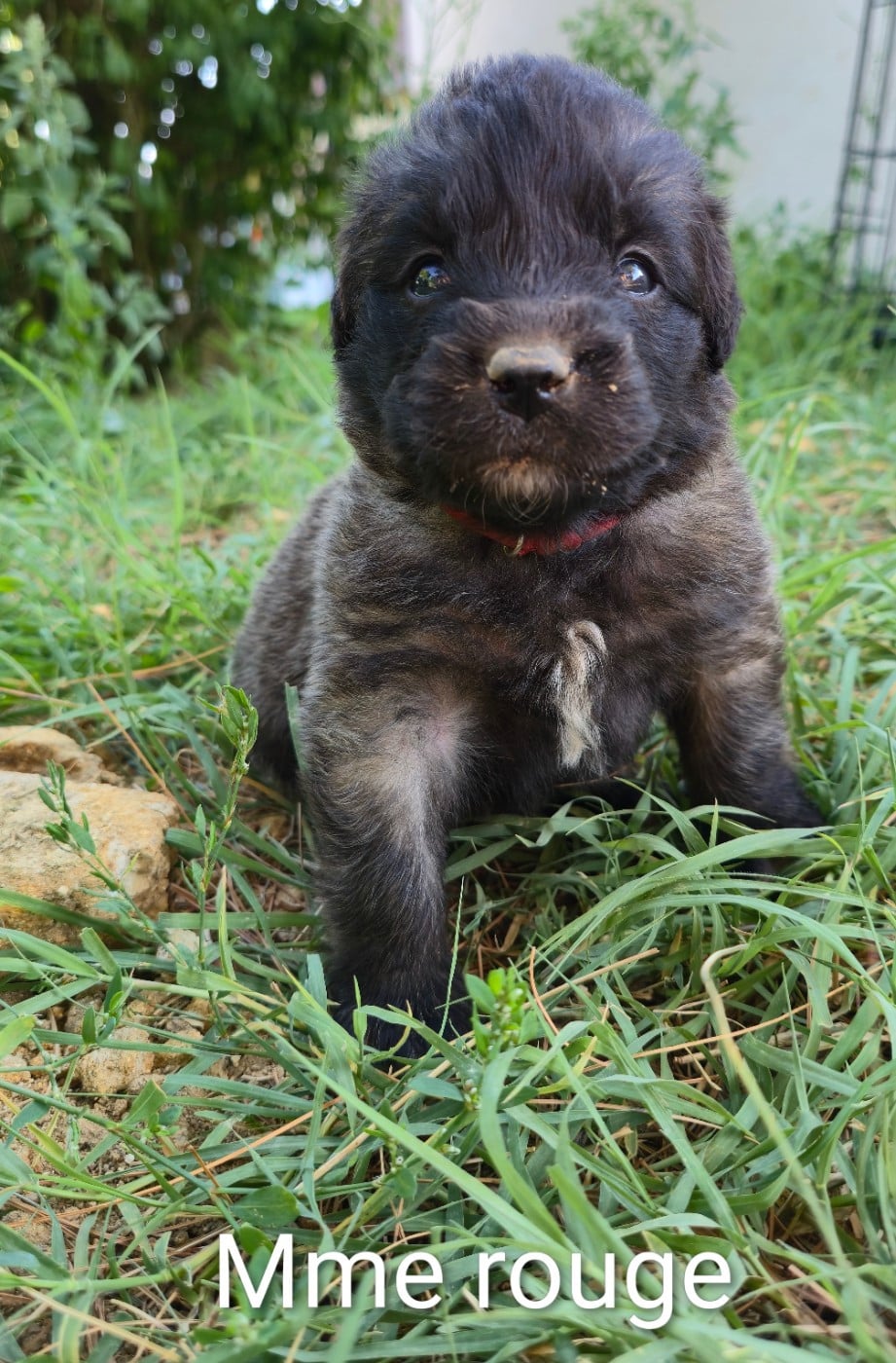 Chiot N°9 - Mme Rouge - Leonberger