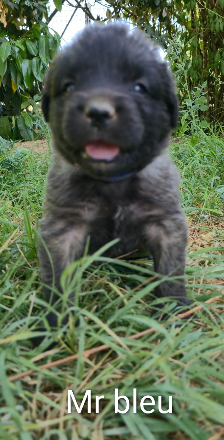 Chiot N°10 - Mr Bleu - Leonberger