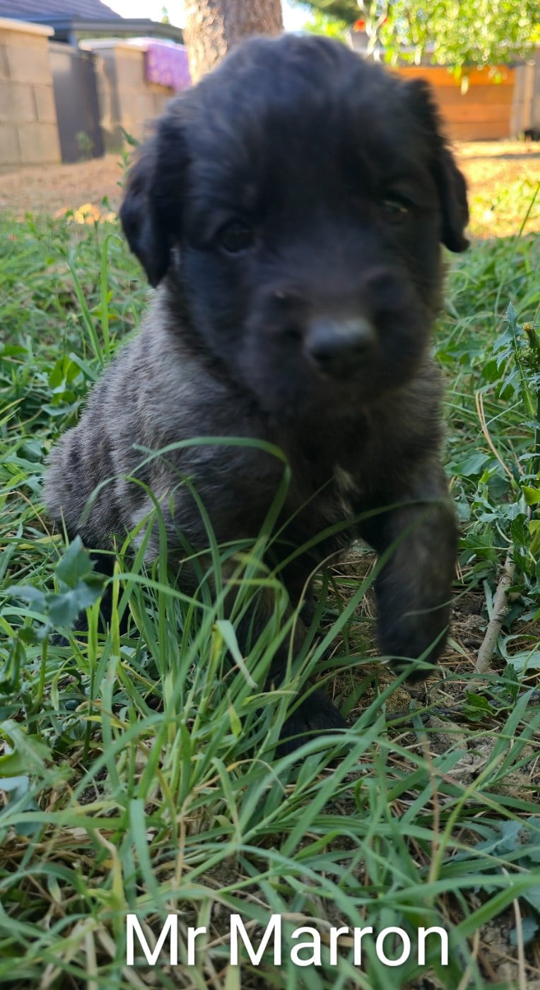 Chiot N°13 - Mr Marron - Leonberger