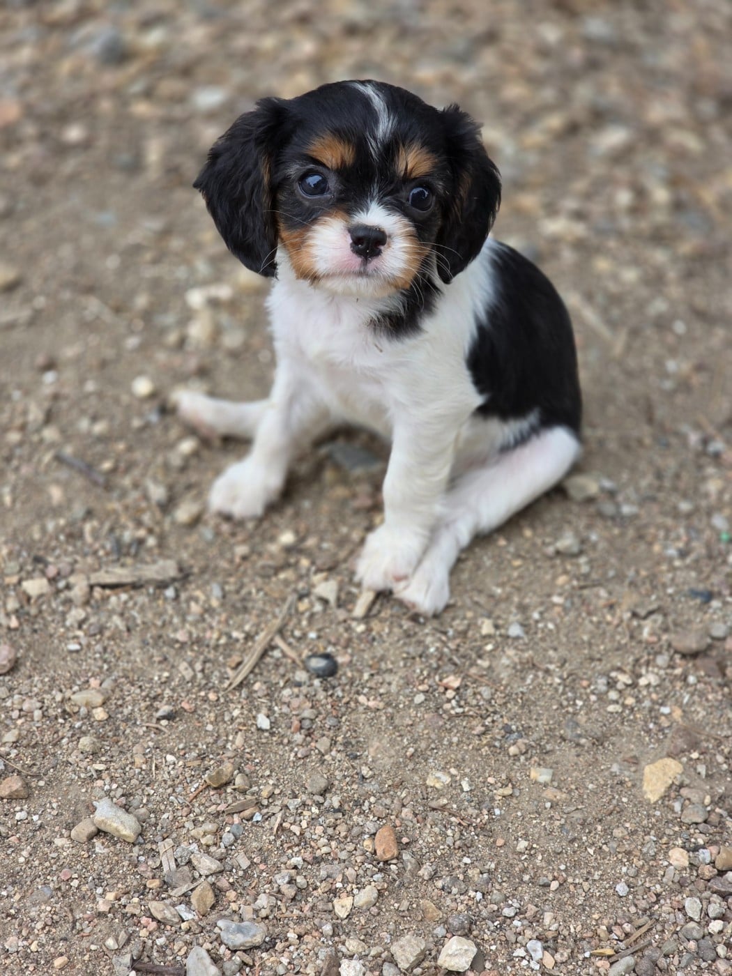 Chiot N°4