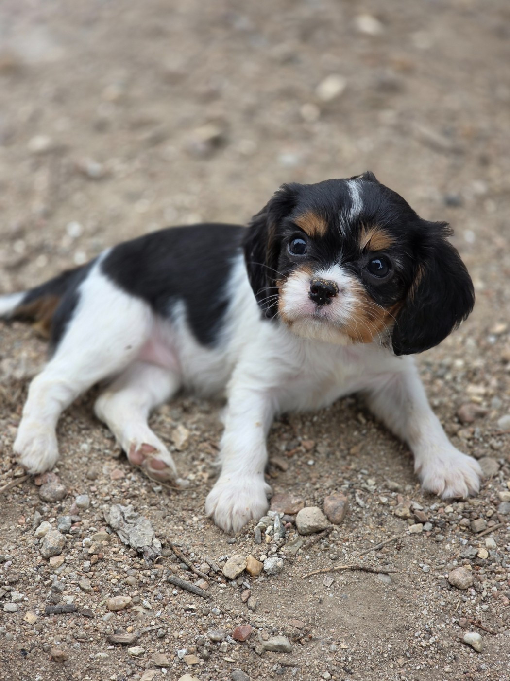 Chiot N°4
