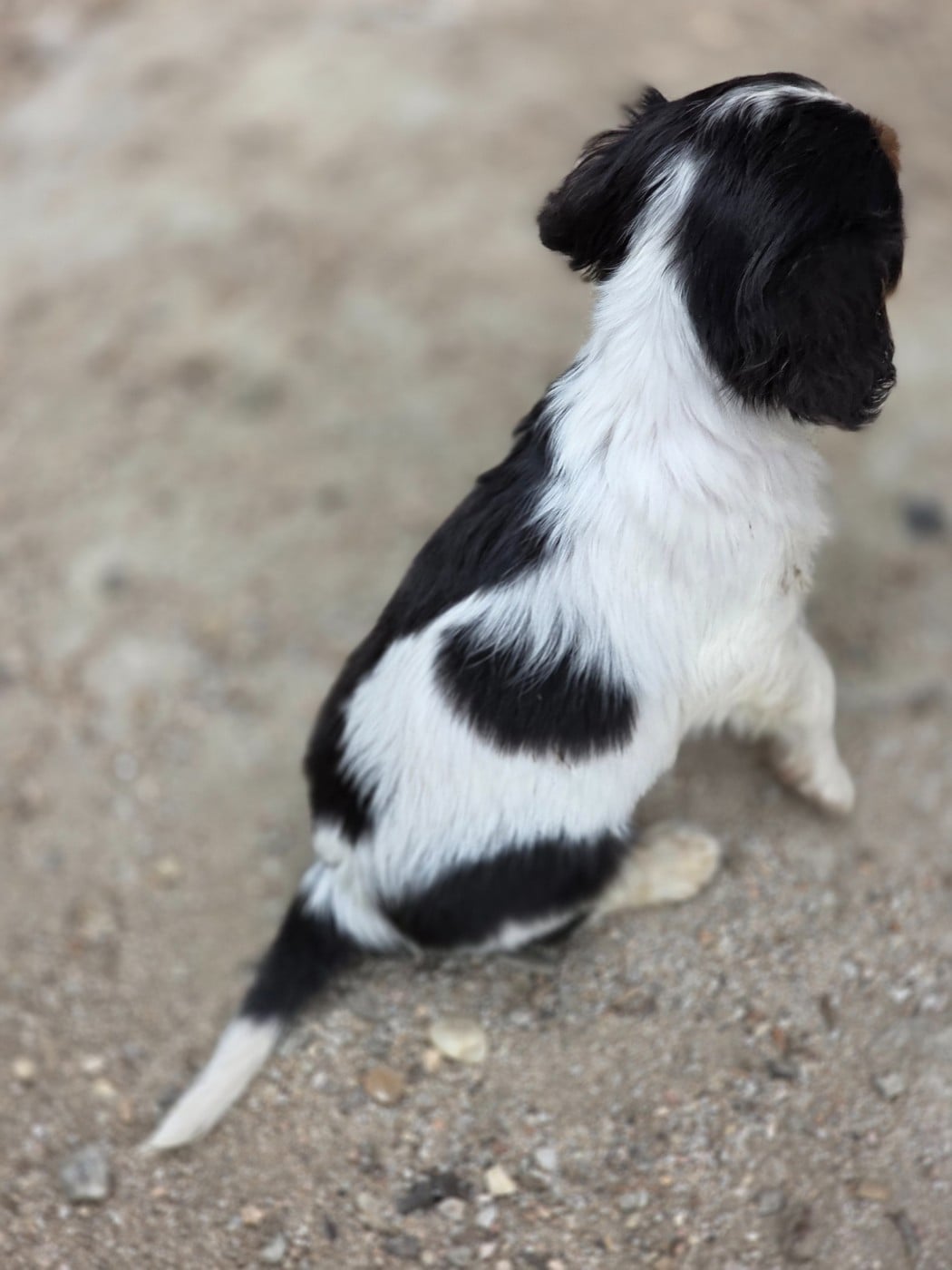 Chiot N°5