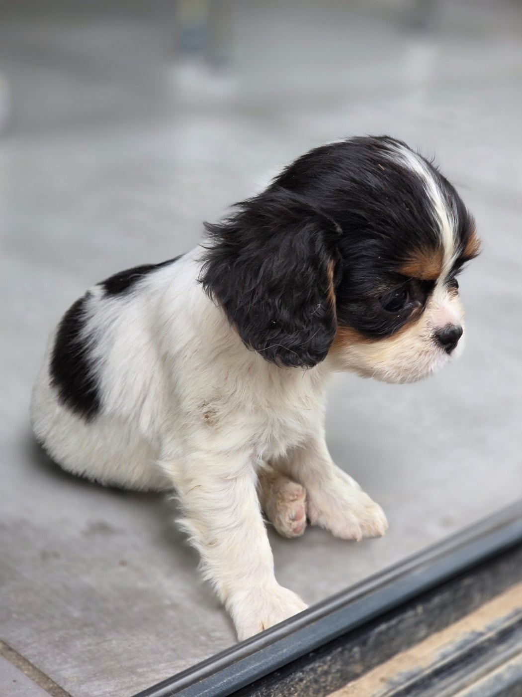 Chiot N°5