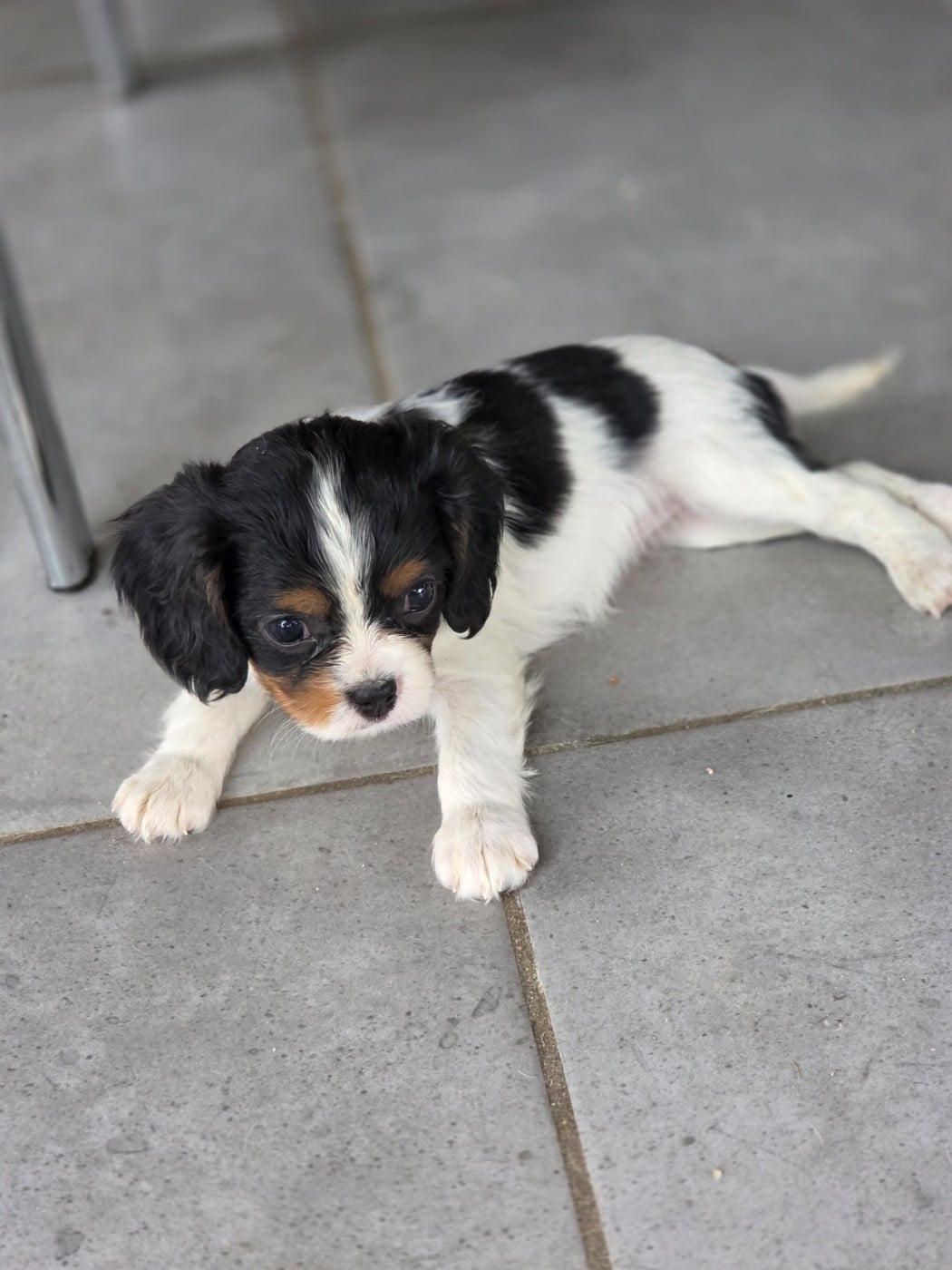 Chiot N°6