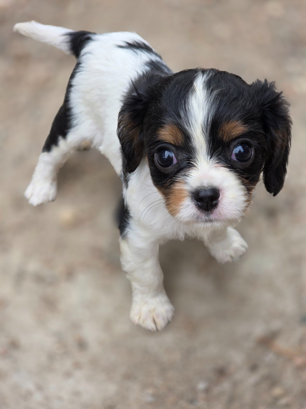 Chiot N°6