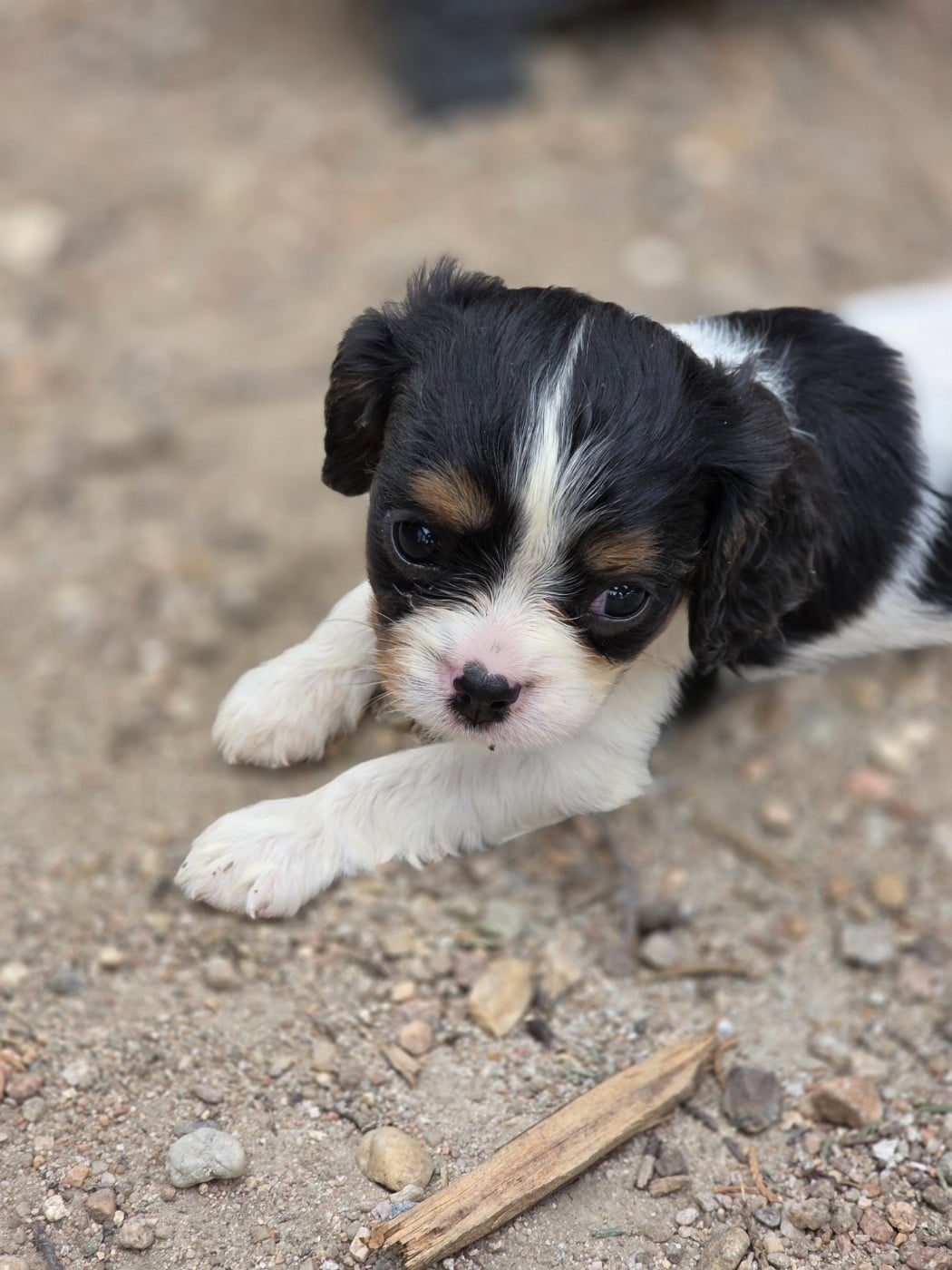 Chiot N°6
