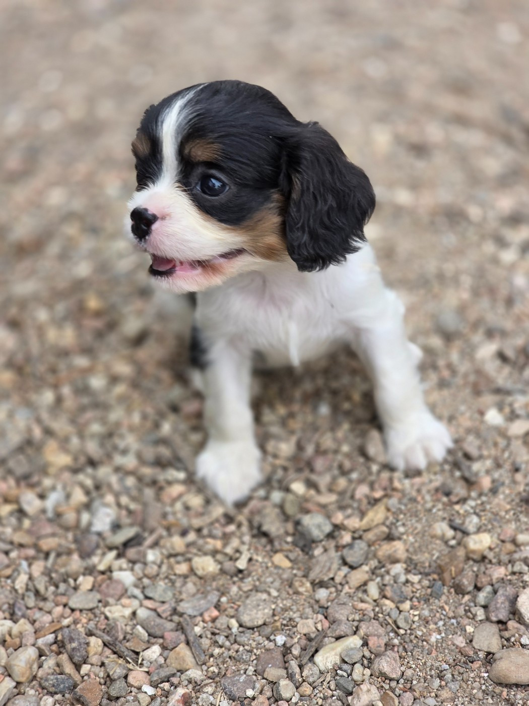 Chiot N°7