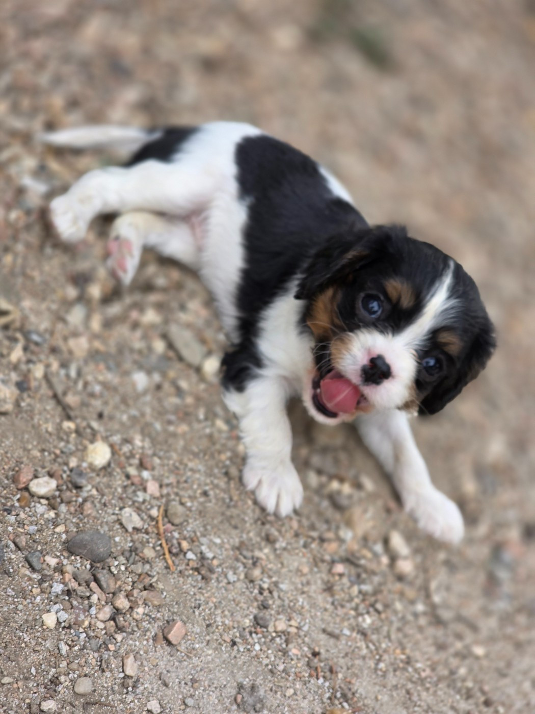 Chiot N°7