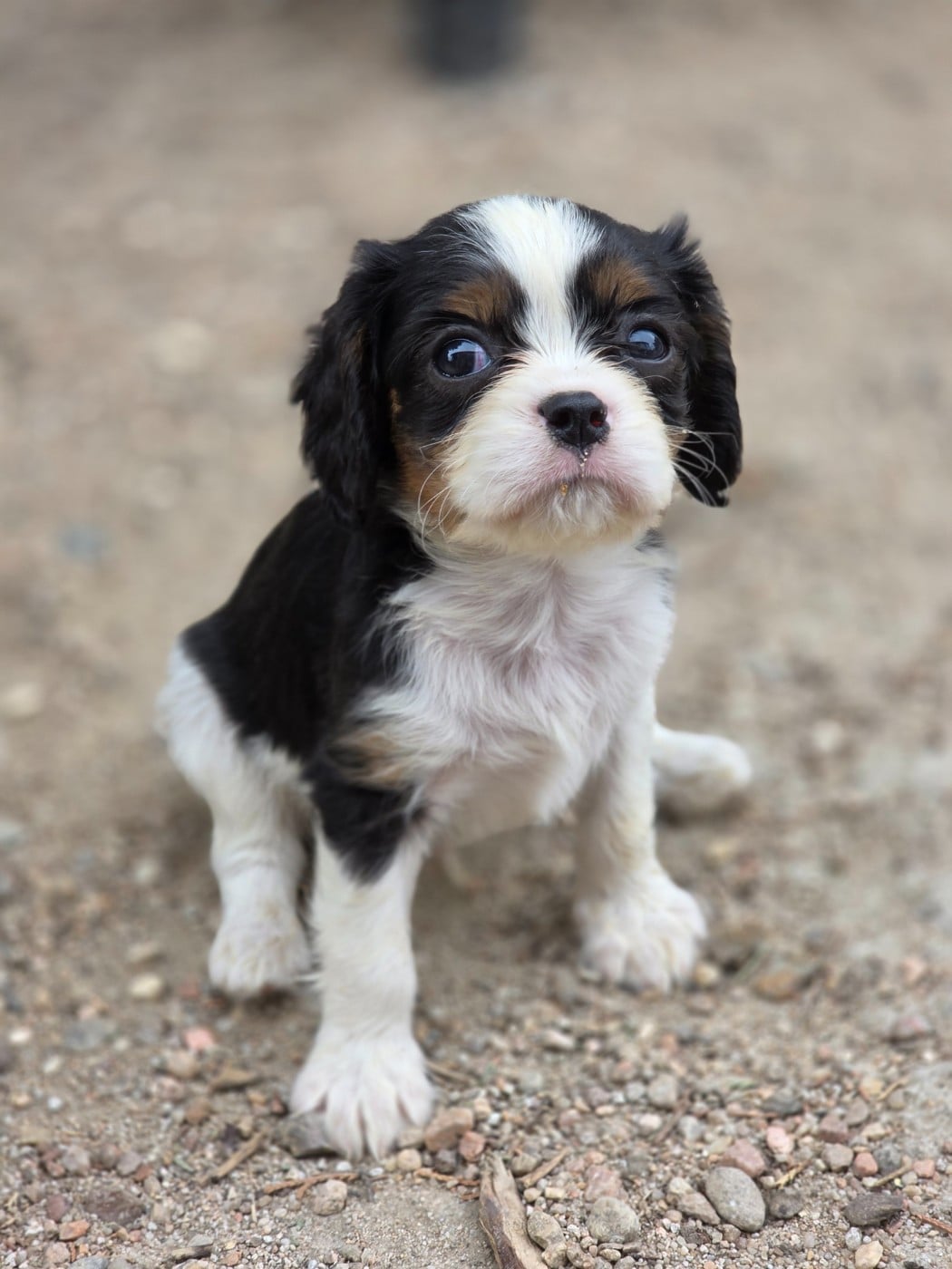 Chiot N°1