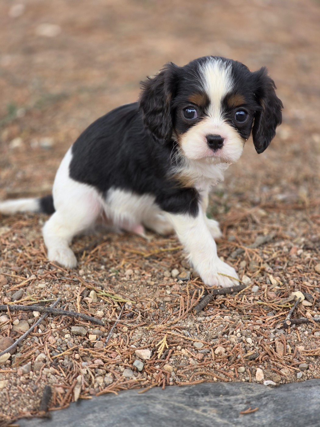 Chiot N°1