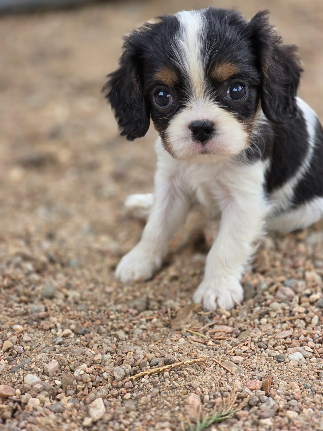 Chiot N°2