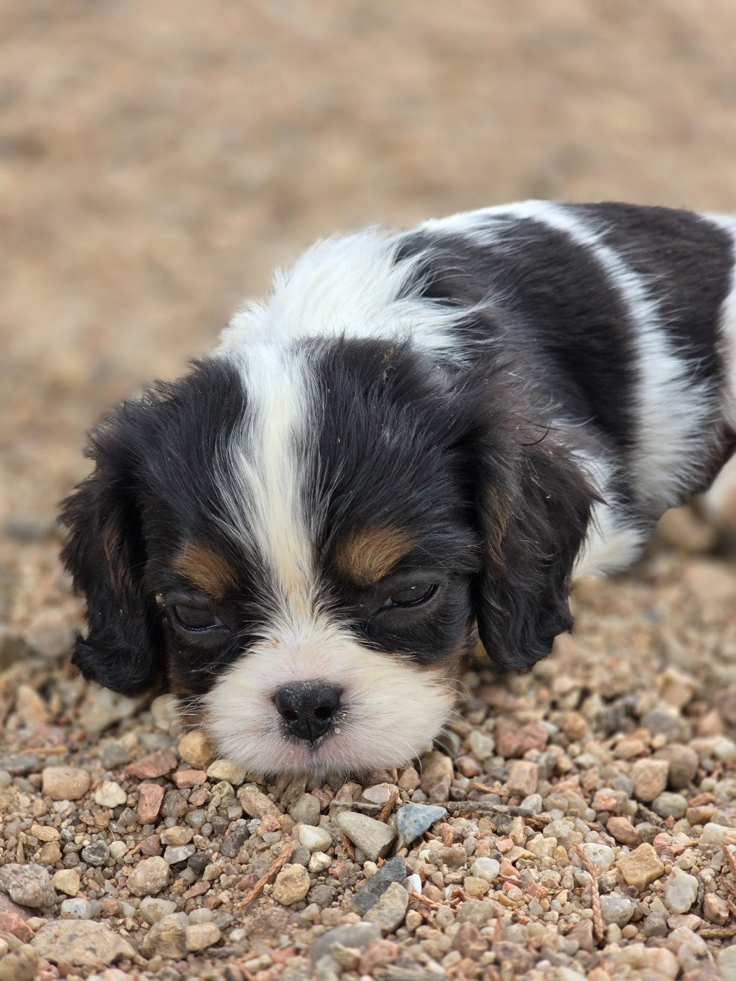 Chiot N°2