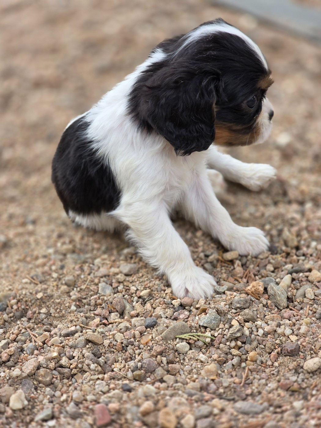 Chiot N°2