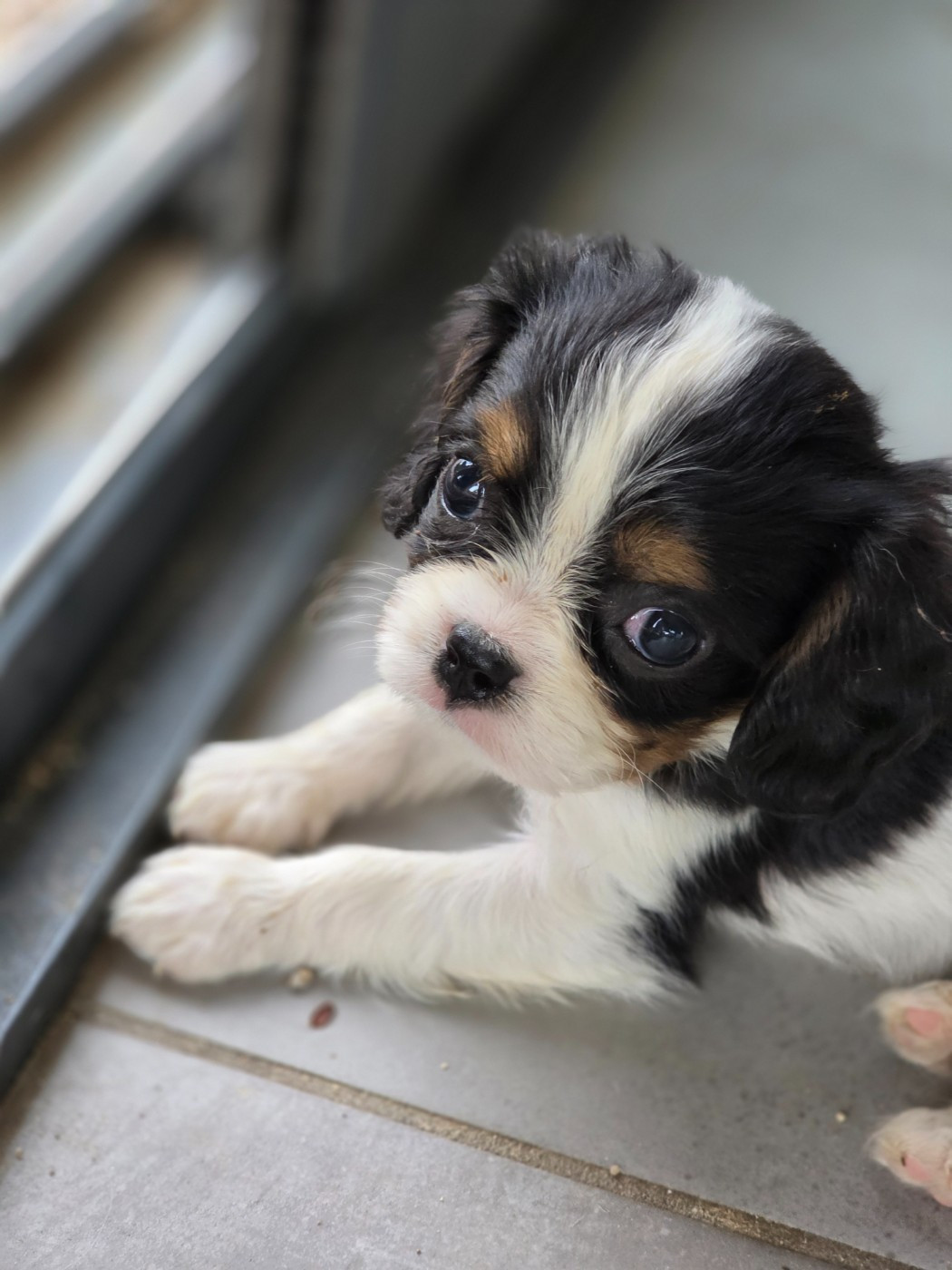 Chiot N°2
