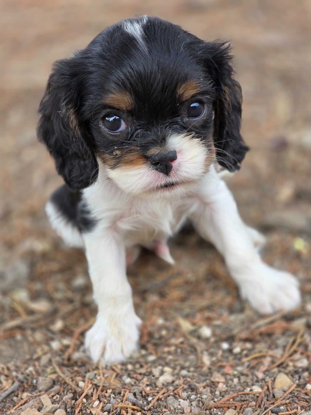 Chiot N°3