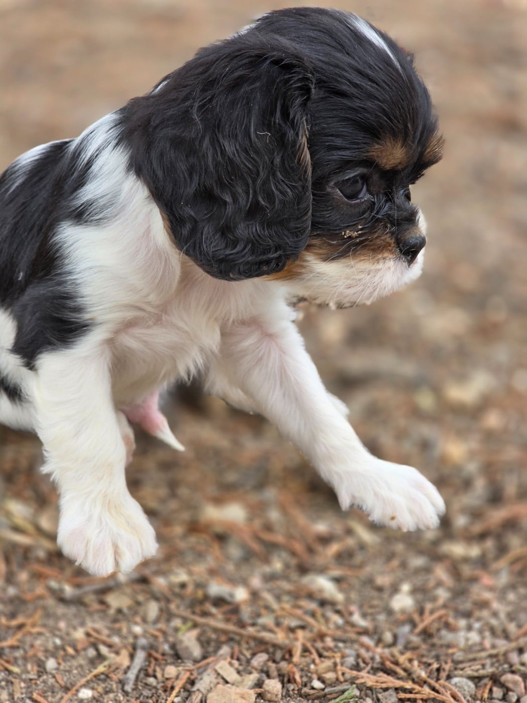 Chiot N°3